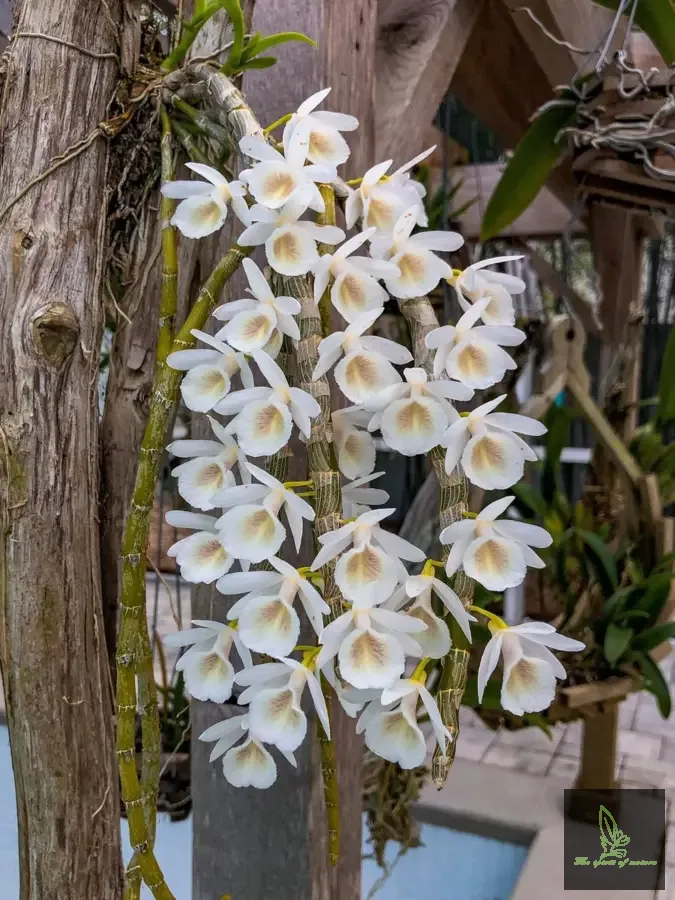 Dendrobium cretaceum sp. Orchid Plant - BS Without flowers