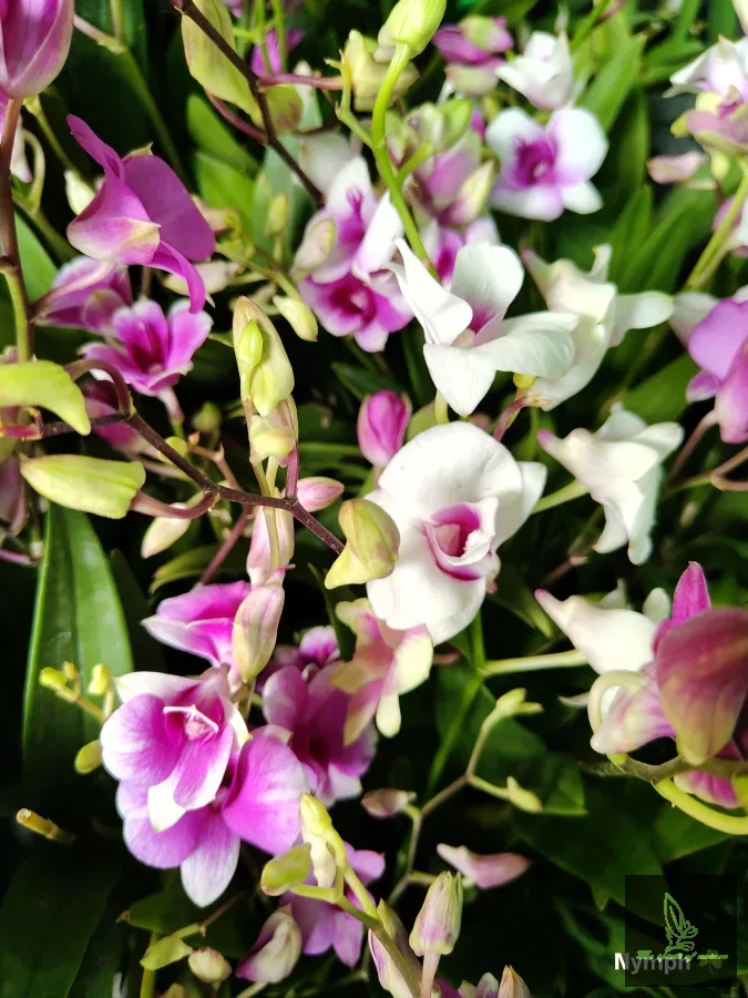 Dendrobium Hybrid Mix Colours