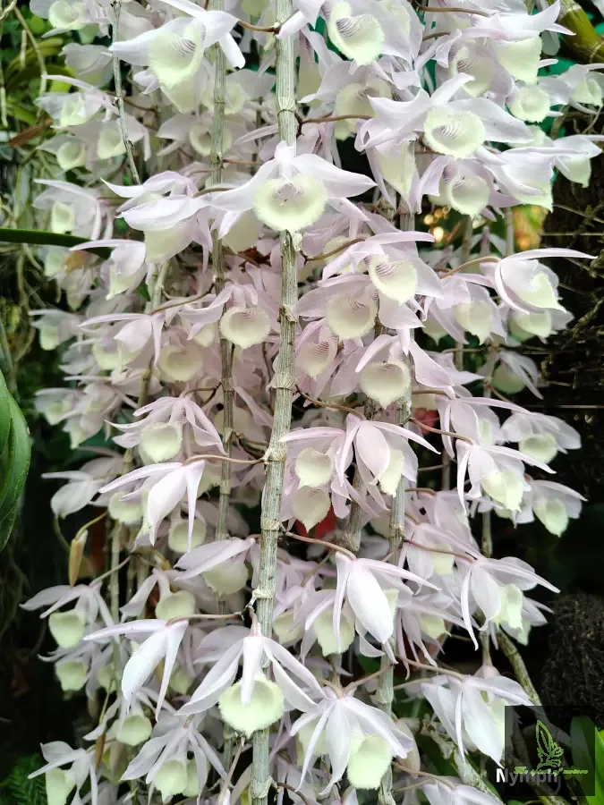 Aphyllum