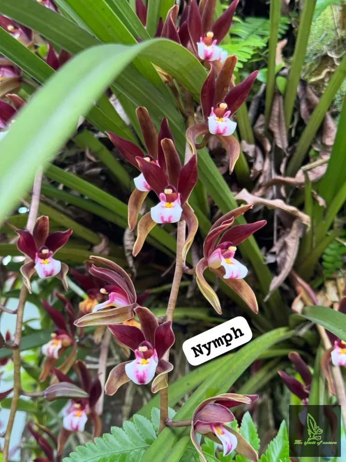 Cymbidium atropurpureum