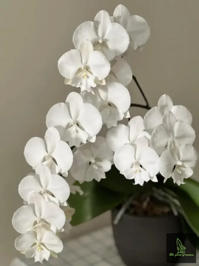 Phalanopsis Star White