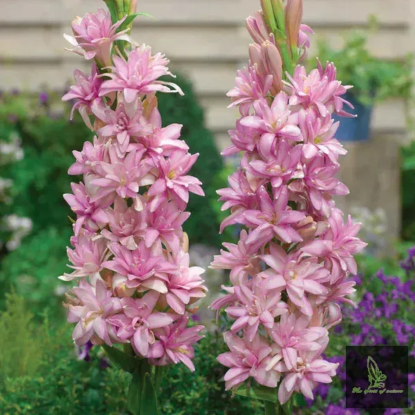 Tuberose Pink Parafit