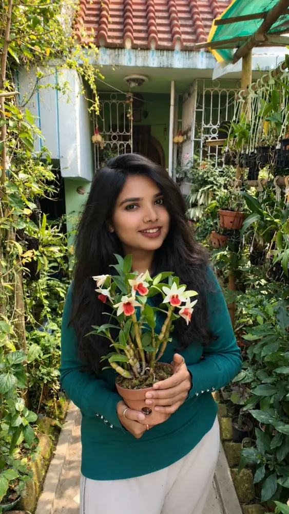 DENDROBIUM ORCHID CARE